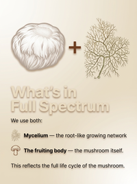 Lion's Mane Full Spectrum